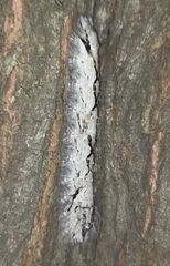 Lasiocampoidea