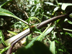 Odontomyia hunteri