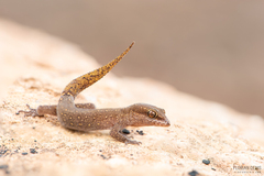 Saurodactylus brosseti