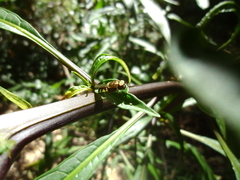 Odontomyia hunteri