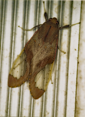 Bertholdia specularis