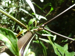 Odontomyia hunteri