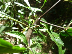 Odontomyia hunteri