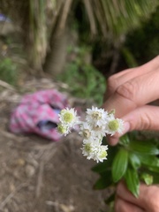Anaphalioides trinervis