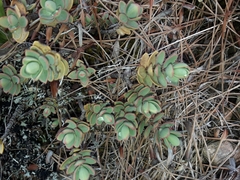 Veronica pinguifolia