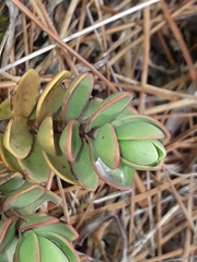 Veronica pinguifolia
