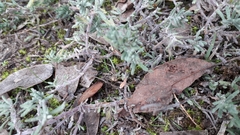 Limbarda crithmoides