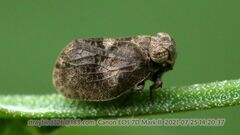 Dentatissus damnosus