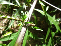 Odontomyia hunteri