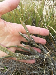 Carmichaelia crassicaulis