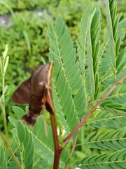 Macroglossum corythus