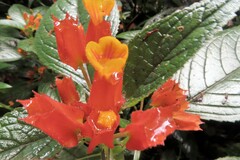 Chrysothemis pulchella