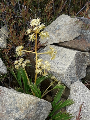 Aciphylla monroi (Aciphylla monroi)