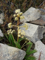 Aciphylla monroi