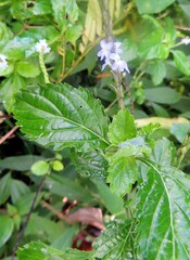 Stachytarpheta cayennensis
