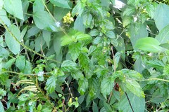 Stachytarpheta cayennensis