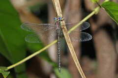 Austrogynacantha heterogena