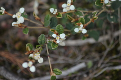 Spyridium thymifolium