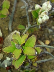 Gaultheria crassa