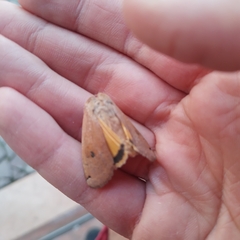 Noctua pronuba