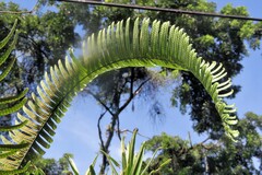 Polypodiaceae