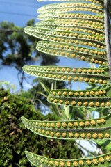 Polypodiaceae
