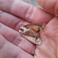 Noctua pronuba