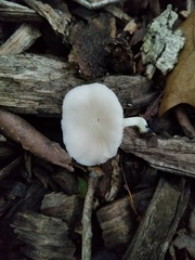 Pluteus austrofulvus