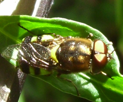 Odontomyia hunteri