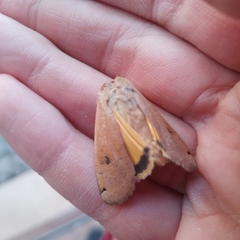 Noctua pronuba
