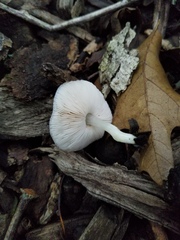 Pluteus austrofulvus