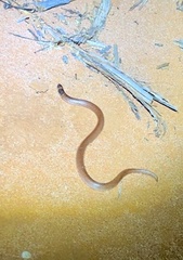 Brachyurophis australis