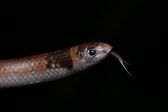 Brachyurophis australis