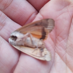 Noctua pronuba