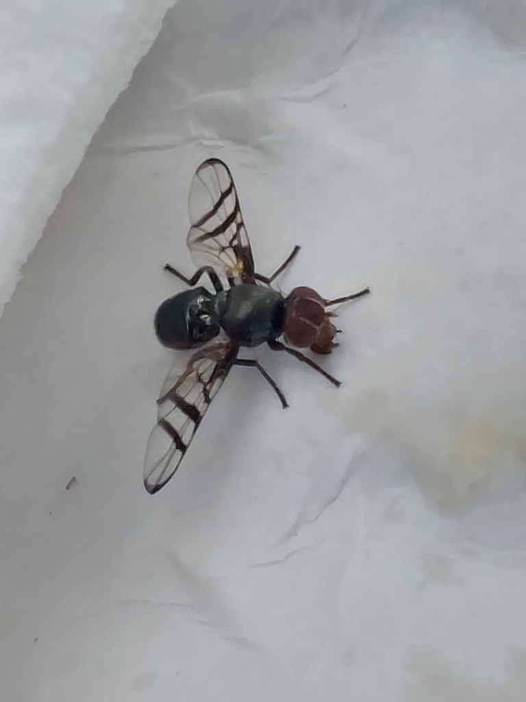 Rivellia euxestoides