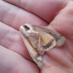 Noctua pronuba