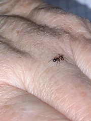 Peckhamia picata