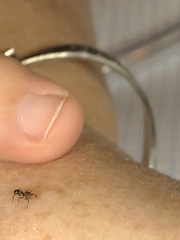 Peckhamia picata