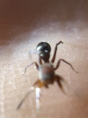 Peckhamia picata