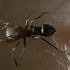 Peckhamia picata