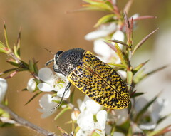 Stigmodera macularia