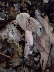 Lactarius mutabilis
