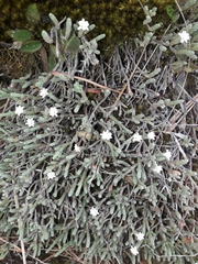 Kelleria