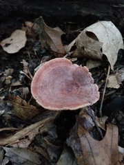 Lactarius mutabilis