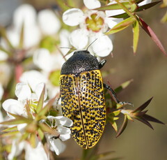 Stigmodera macularia