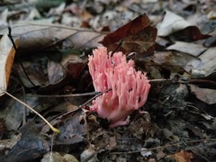 Ramaria subbotrytis