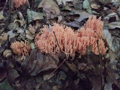 Ramaria subbotrytis