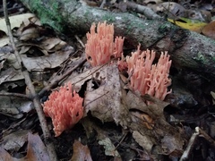 Ramaria subbotrytis