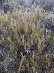 Dracophyllum longifolium