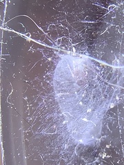 Peckhamia picata